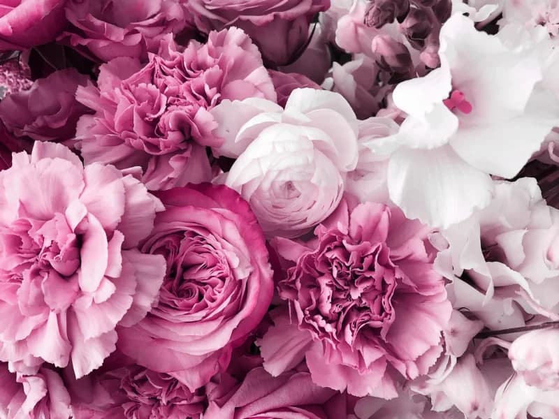 Mediclarus - slika 2